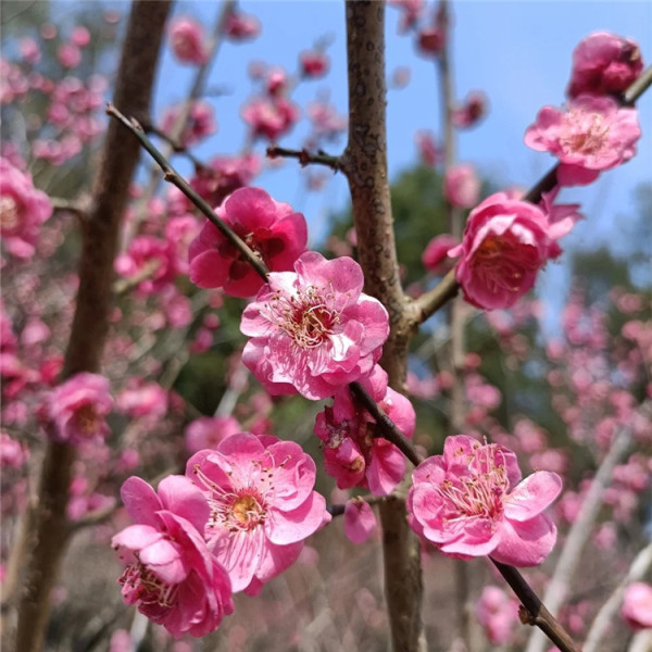 宮粉梅