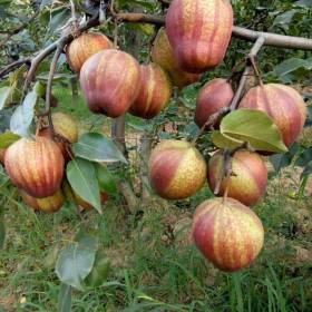 紅香酥梨樹(shù)苗供應(yīng)價(jià)格、紅香酥梨樹(shù)苗多少錢(qián)一棵