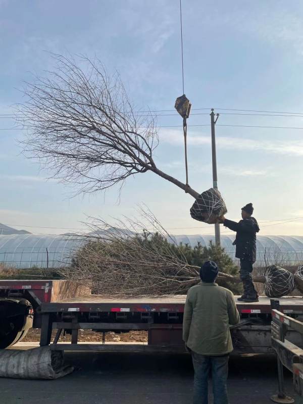 流苏树 牛筋树