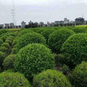 江苏海桐批发 海桐小苗多少钱一株