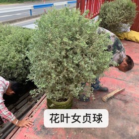 100公分花叶女贞球多少钱一棵  花叶女贞球种植