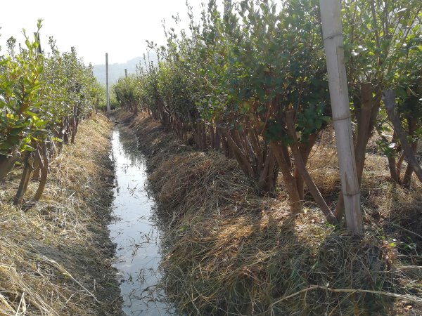 映山紅映山紫樹(shù)樁