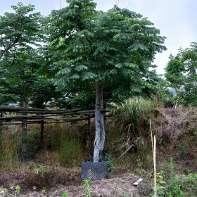 台湾栾树价格 台湾栾树种植基地批发