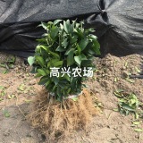 象山紅美人苗  100棵起批 8塊一棵