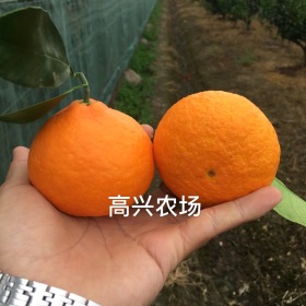 象山紅美人柑橘苗 大分1號苗 農(nóng)場提供技術(shù)