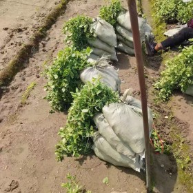 花叶蔓小杯苗直销 花叶蔓杯苗种植基地