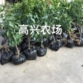 象山紅美人橘子苗 甘平苗  媛紅椪柑 高興農(nóng)場提供技術(shù)指導(dǎo)