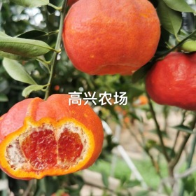 象山紫美人柑橘子苗 媛紅椪柑苗 象山農(nóng)場(chǎng)批發(fā)價(jià)