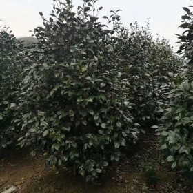 8-10公分茶梅价格 江苏优质茶梅供应