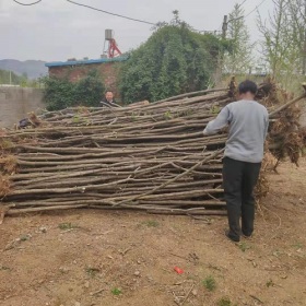 刺槐樹苗 泰安刺槐苗基地