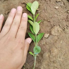 高15公分卫矛工程床苗种植基地