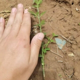 高15公分迎春花工程床苗種植基地