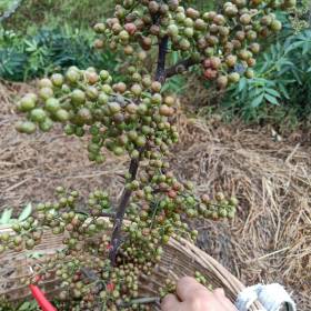 花椒苗價格大全，青花椒苗價格