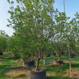 3米香泡树盆景价格  漳州香泡树种植基地