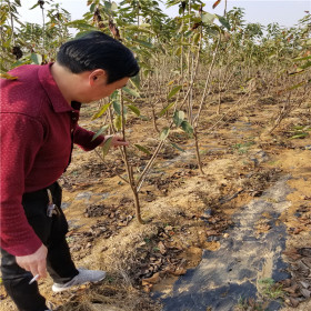 泰安车厘子大樱桃树苗；车厘子大樱桃树苗；车厘子大樱桃树苗价格