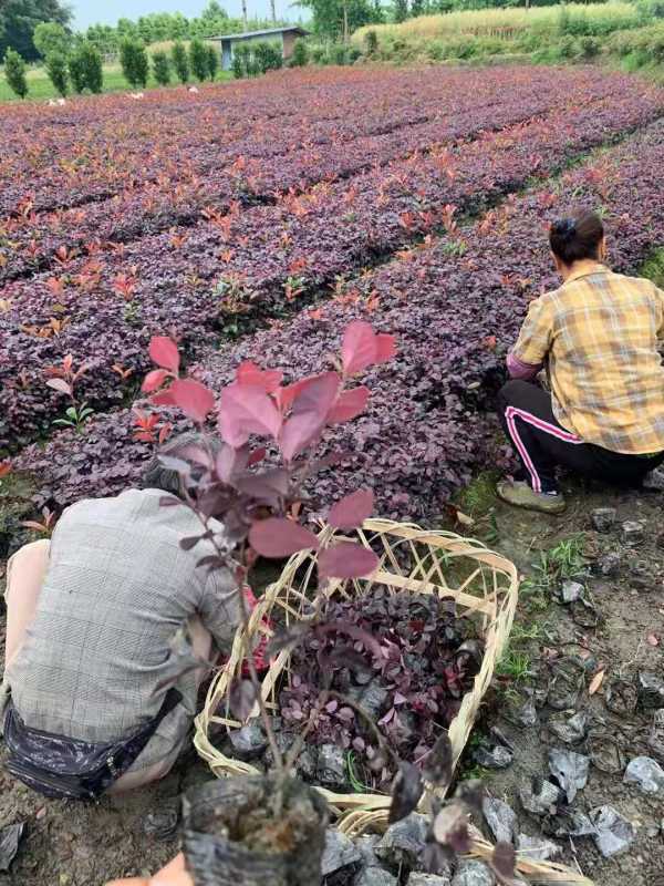 红花继木批发