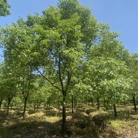 湖南全冠香樟树，全冠香樟树基地