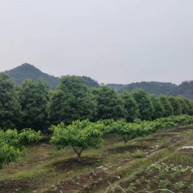 桂花树苗多少钱一棵 浙江桂花树苗基地