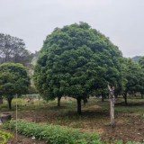 桂花樹市場價格 浙江桂花種植基地