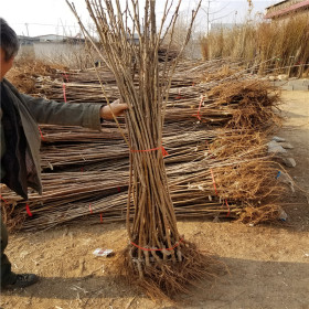 辉煌大樱桃树苗、辉煌大樱桃树树苗新品种、辉煌樱桃树苗价格多少