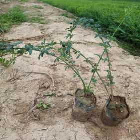 重庆迎春花基地批发  重庆迎春花多少钱 重庆哪里有迎春花卖