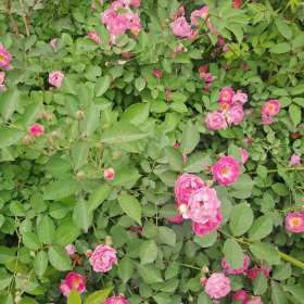 陜西薔薇基地 基地薔薇苗多少錢一棵 陜西哪里賣薔薇花