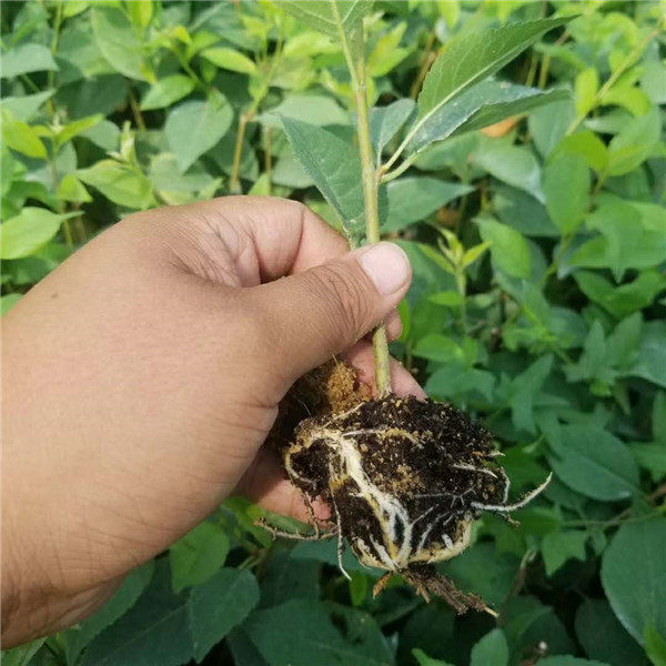 吉塞拉6號砧木苗