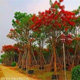 鳳凰木價格 福建鳳凰木 原生鳳凰木