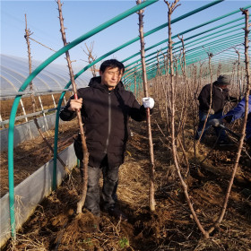 適合南方種植的車厘子大櫻桃樹苗什么品種好？瑞德大櫻樹苗新品種