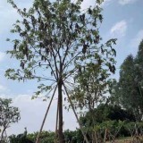 黄花风铃木 福建多花风铃木报价 风铃木基地销售