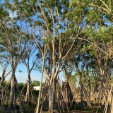 藍花楹價格 福建藍花楹 喬木