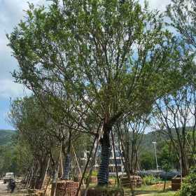 福建丛生朴树供应  丛生朴树基地