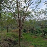 鳳凰木價格 福建鳳凰木基地移植