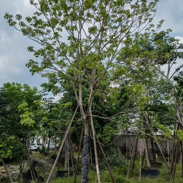 黃花風(fēng)鈴木