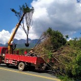 红皮榕价格 福建红皮榕树苗基地直销