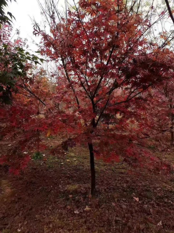 日本紅楓