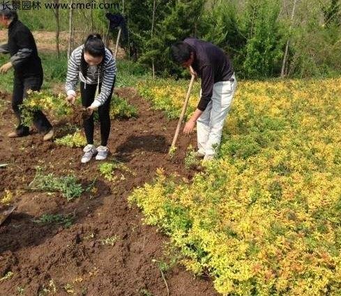 金焰繡線菊