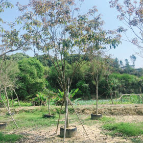 10公分紫花风铃木 福建漳州紫花风铃木基地