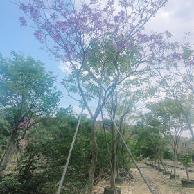 10公分紫花风铃木 福建漳州紫花风铃木基地