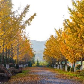 银杏树