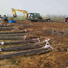 綠寶石梨樹苗、綠寶石梨樹樹苗新品種、綠寶石梨樹苗價格多少