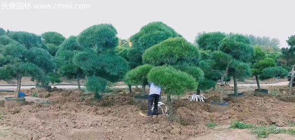 黑松造型树