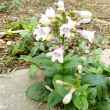 苗圃出售 毛地黄钓钟柳 多年生常绿宿根花卉 耐热花境花园