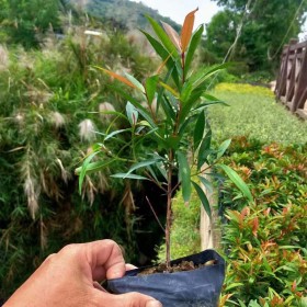 红车小苗基地批发  漳州红车苗供应