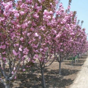 沭阳樱花树