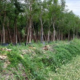 米径15公分移植黄花风铃木基地批发报价