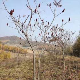 1米高火炬樹苗多少錢一棵  火炬樹種植基地