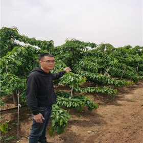 鲁樱1号樱桃苗一根棍栽植技术 鲁樱1号樱桃苗的陕西报价