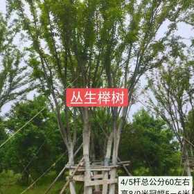 安徽阜阳苗圃丛生榉树**榉树基地