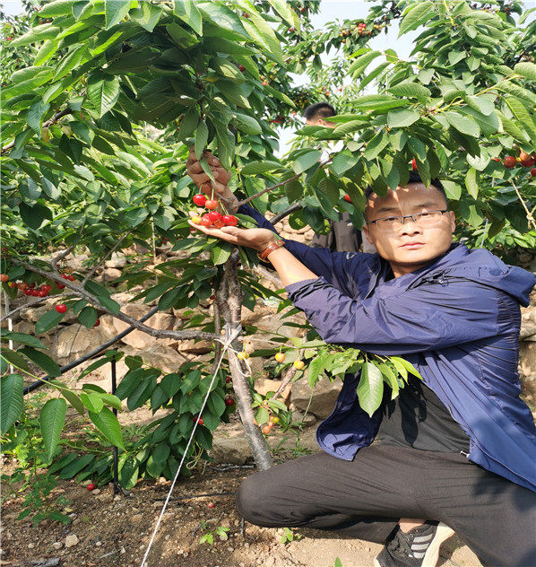 密泉樱桃苗